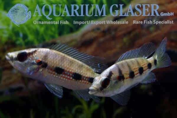 Hemichromis elongatus