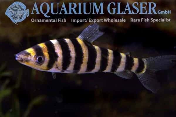Leporinus affinis