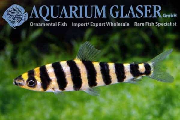 Leporinus affinis