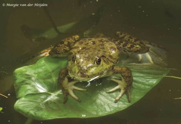 Lithobates catesbeiana - Amerikaanse Brulkikker