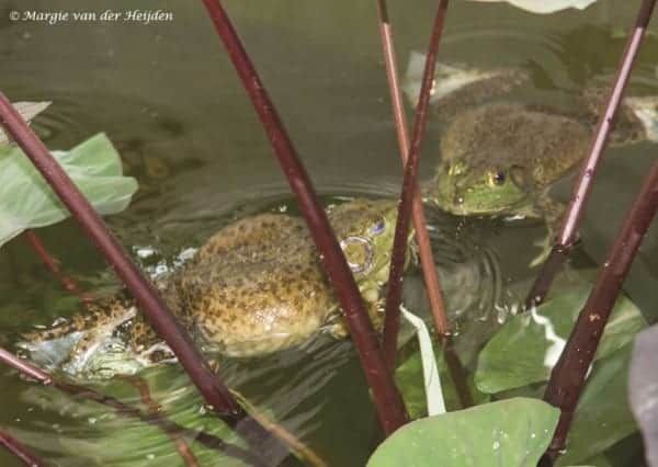Lithobates catesbeiana - Amerikaanse Brulkikker op zoek naar partner