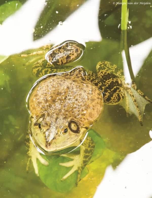 Lithobates catesbeiana - Amerikaanse Brulkikker