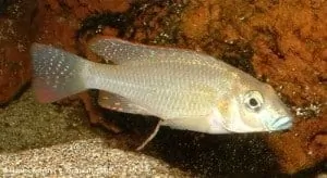 Thoracochromis buysi - Man