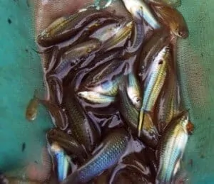 Versgevangen vis in Colombia