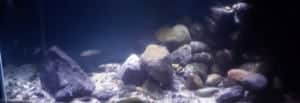 Tanganyika aquarium 170 x 70 x 60. 