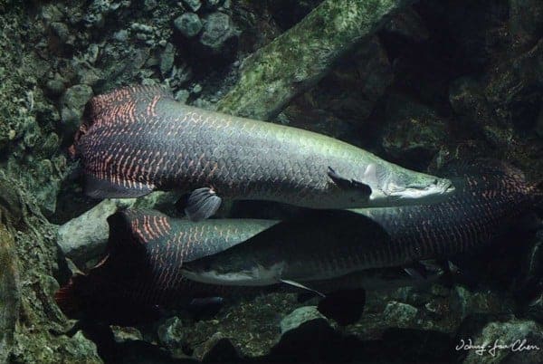 Arapaima gigas