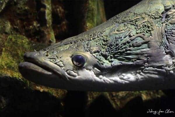 Arapaima gigas