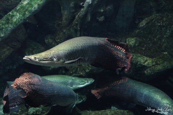 Arapaima gigas
