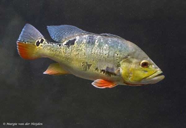 Cichla ocellaris - Pauwoogbaars