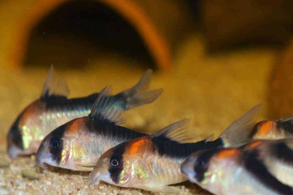 Corydoras duplicareus