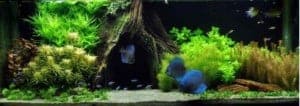 Het woonkamer aquarium - Dag16