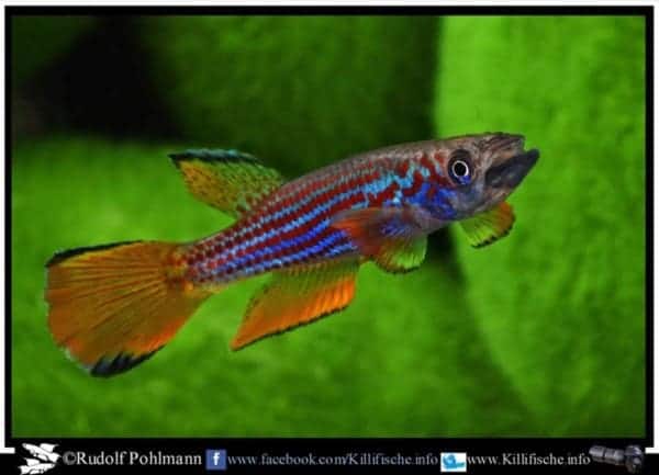 Epiplatys ansorgii - Massana - GJS-2000/2