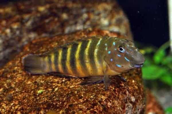 Eretmodus cyanostictus
