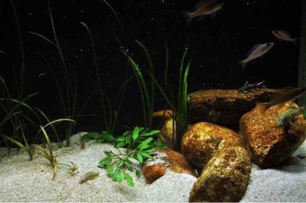 Het Tanganyika aquarium