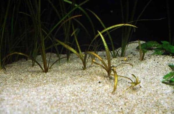 Het Tanganyika aquarium