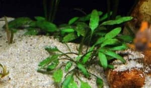 Het Tanganyika aquarium
