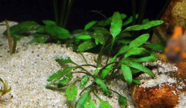 Het Tanganyika aquarium