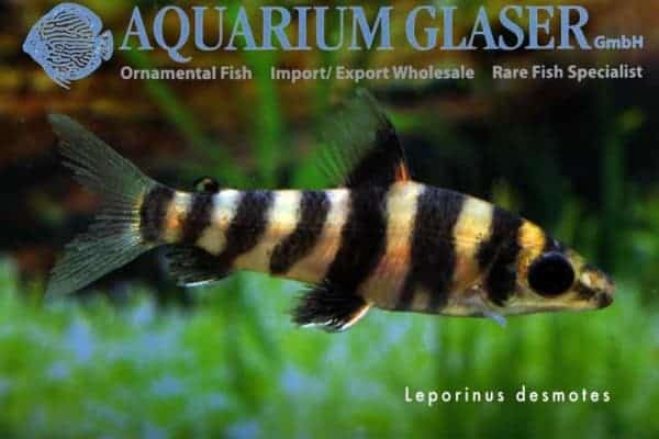 Leporinus desmotes juveniel