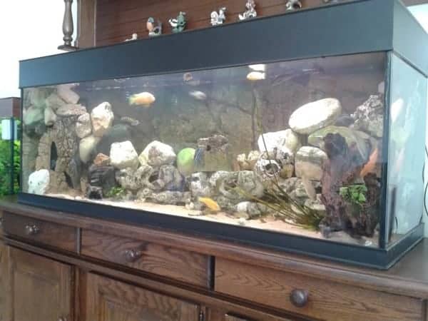 Malawi aquarium Ed