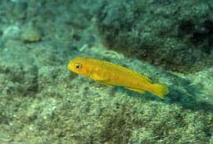 Melanochromis interruptus