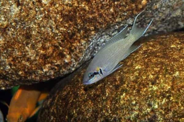 Tanganyika Aquarium - 325 Liter - Afbeelding 9
