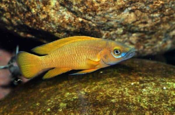 Neolamprologus leleupi