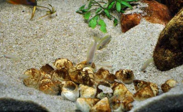 Neolamprologus multifasciatus