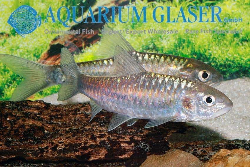 Neolissochilus stracheyi - Blue Mahseer 4 Neolissochilus stracheyi