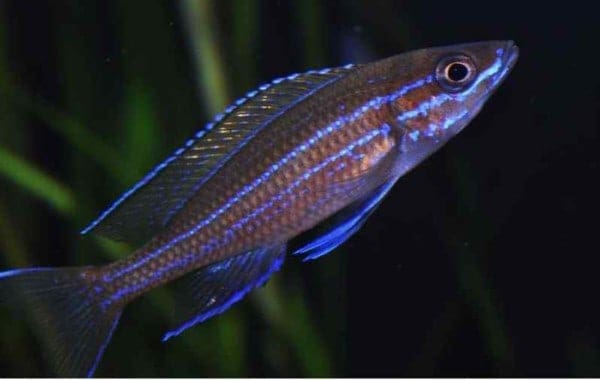 Tanganyika Aquarium - 325 Liter - Afbeelding 8
