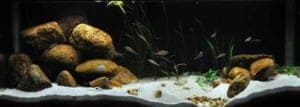 Tanganyika Aquarium