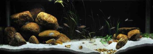 Tanganyika Aquarium