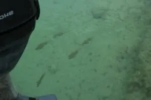 Vissen onder de boot