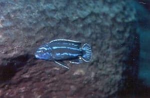 Mannetje Melanochromis cyaneorhabdos