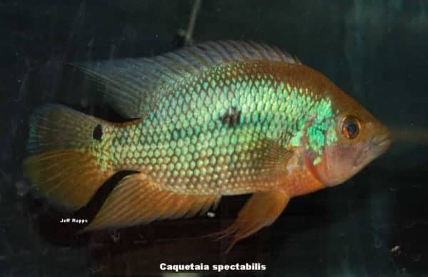 Caquetaia spectabilis