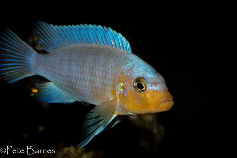 Metriaclima chrysomallos 'Nametumbwe'