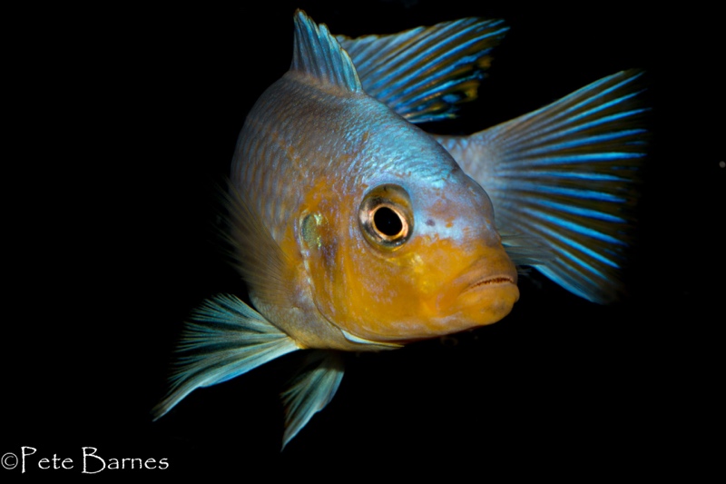 Metriaclima chrysomallos 'Nametumbwe'