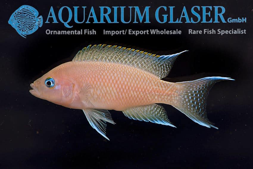 Neolamprologus marunguensis 1 Neolamprologus marunguensis