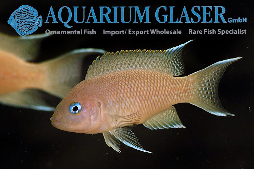 Neolamprologus marunguensis 2 Neolamprologus marunguensis