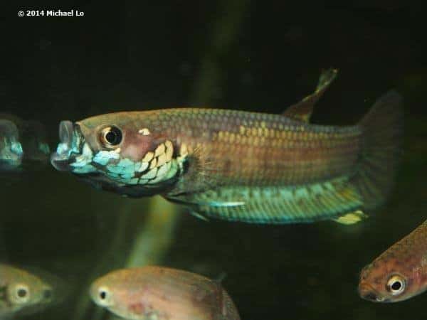 Betta ocellata