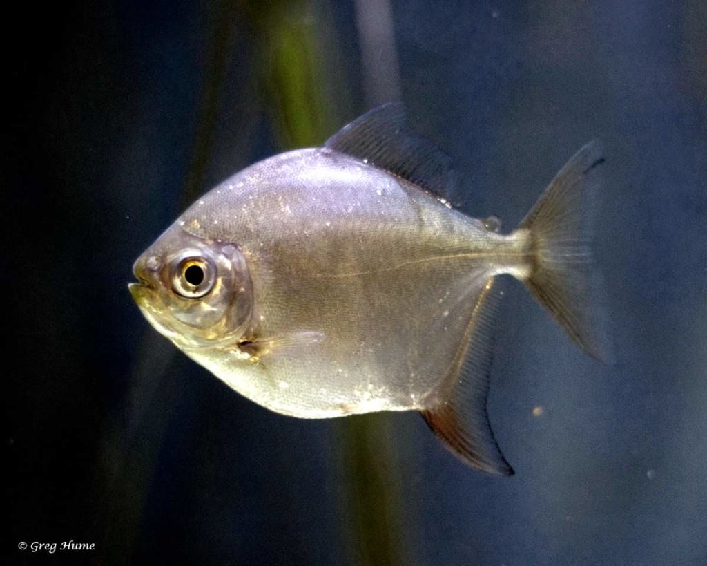Metynnis argenteus