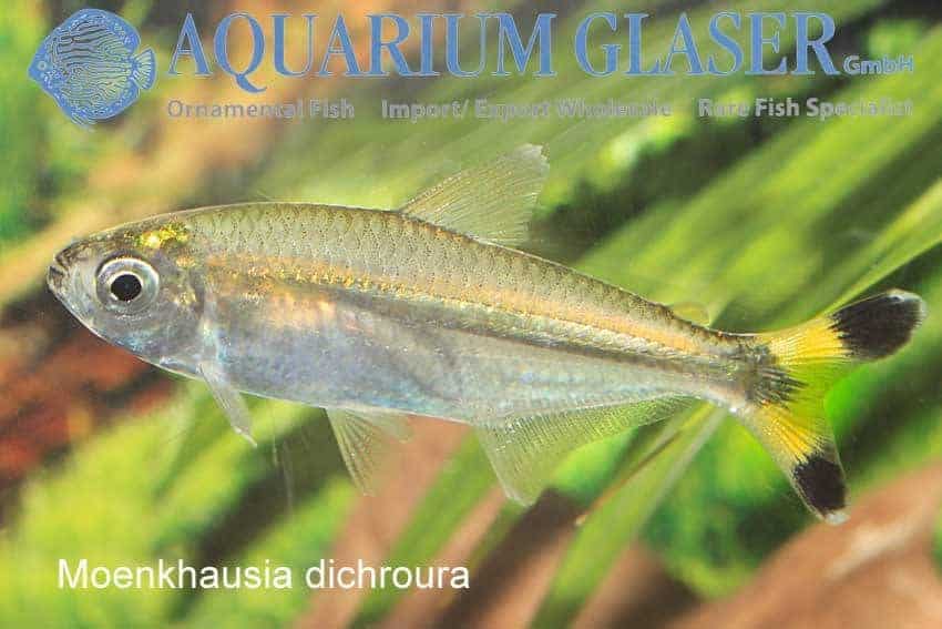 Moenkhausia dichroura