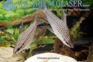 Chilodus punctatus - Rio Urucuei