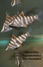 Abramites hypselonotus - Rio Tocantins