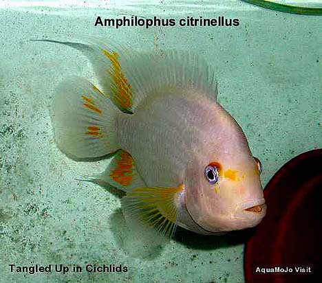 Amphilophus citrinellus - White