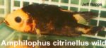 Amphilophus citrinellus - wildvang