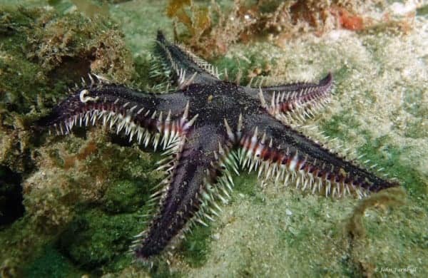 Astropecten polyacanthus
