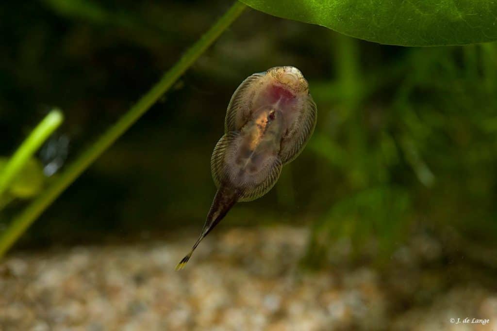 Gastromyzon punctulatus - Steenkruiper - Buik