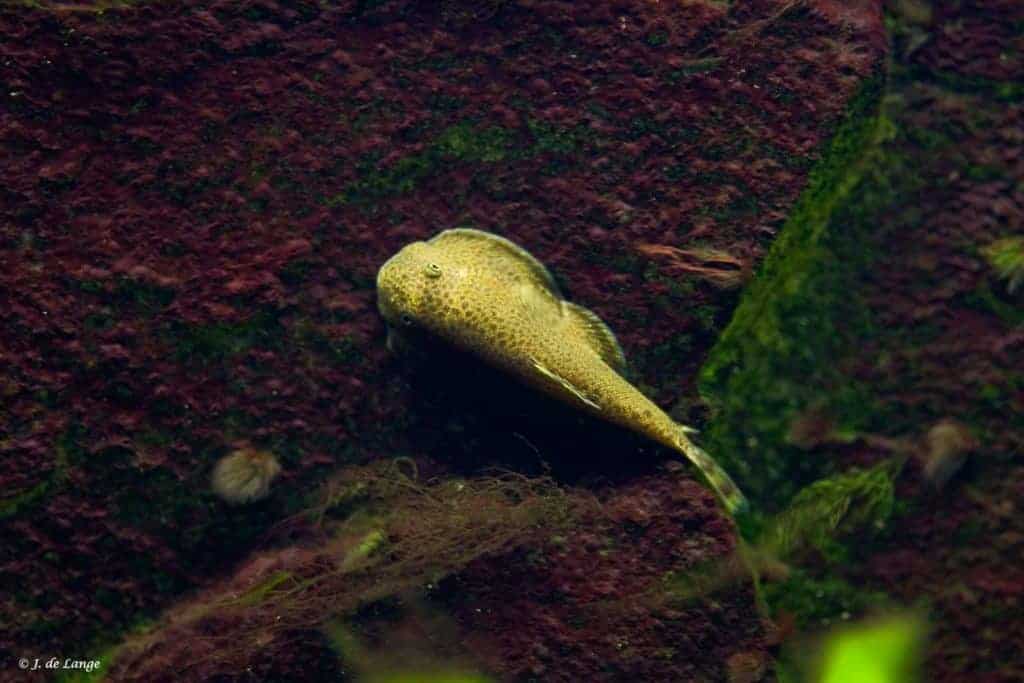 Gastromyzon punctulatus - Steenkruiper