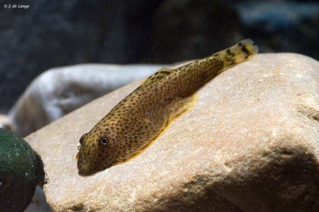 Gastromyzon punctulatus - Steenkruiper