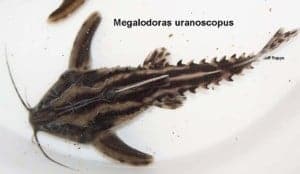 Megalodoras